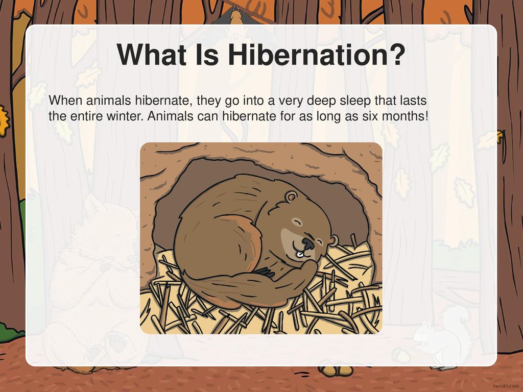 What Is Hibernation When animals hibernate they go into a very